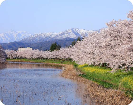 高田公園の桜並木