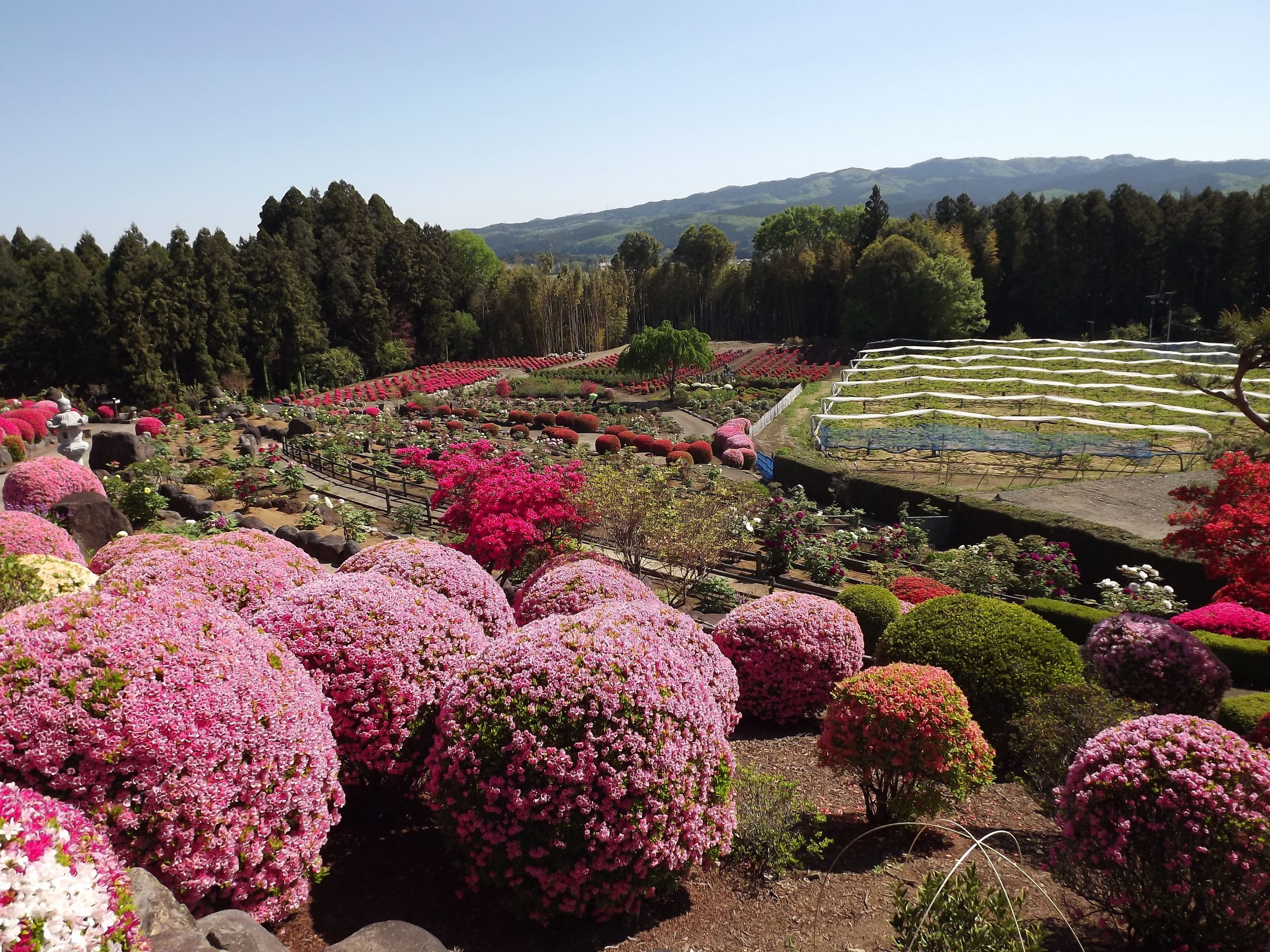 大自然の眺望絶景！5万本の花々が咲き誇る「富士ぼたん園」を引き継ぐ後継者を募集！