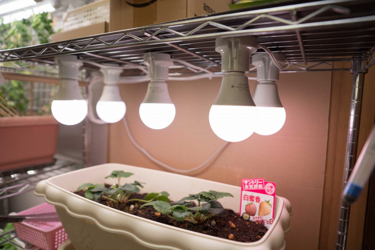 植物育成用のledライトを独自に開発 可能性を世界に広げる後継者を募集 Relay リレイ